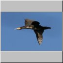 Phalacrocorax carbo - Kormoran 06.jpg
